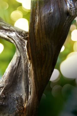 BULGARI Bvlgari Man Wood Essence -Parfum Cosmétique bulgari bvlgari man wood essence eau de parfum pour homme 2