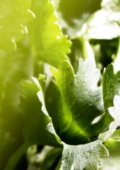 BULGARI Bvlgari Man Wood Essence -Parfum Cosmétique bulgari bvlgari man wood essence eau de parfum pour homme 3