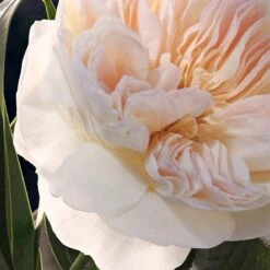 Chloé Chloé -Parfum Cosmétique chloe chloe eau de parfum pour femme 3