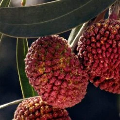 Chloé Chloé -Parfum Cosmétique chloe chloe eau de parfum pour femme 4