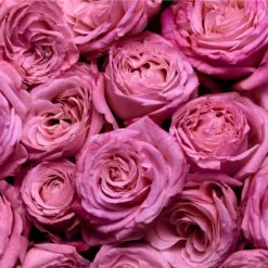 Escada Magnetism -Parfum Cosmétique escada magnetism eau de parfum pour femme 2