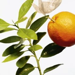 GOUTAL L’Ile Au Thé -Parfum Cosmétique goutal lile au the eau de toilette mixte 2