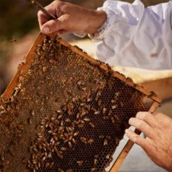 GUERLAIN Aqua Allegoria Nerolia Vetiver Harvest 15 GUERLAIN Aqua Allegoria Nerolia Vetiver Harvest -Parfum Cosmétique guerlain aqua allegoria nerolia vetiver harvest eau de toilette pour femme edition limitee 4