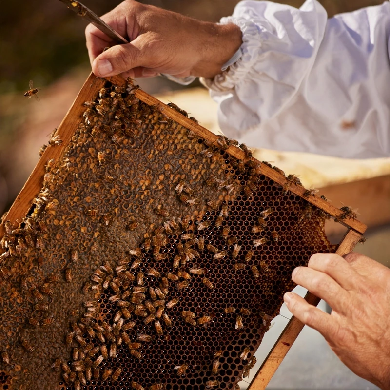 GUERLAIN Aqua Allegoria Nerolia Vetiver Harvest 7 GUERLAIN Aqua Allegoria Nerolia Vetiver Harvest – Image 5