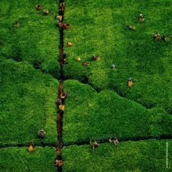 GUERLAIN Aqua Allegoria Rosa Rossa Harvest -Parfum Cosmétique guerlain aqua allegoria rosa rossa harvest eau de toilette pour femme edition limitee 5