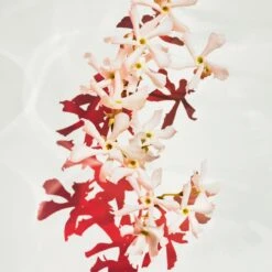 Hugo Boss BOSS Alive Parfum 16 Hugo Boss BOSS Alive Parfum -Parfum Cosmétique hugo boss boss alive parfum parfum pour femme 5