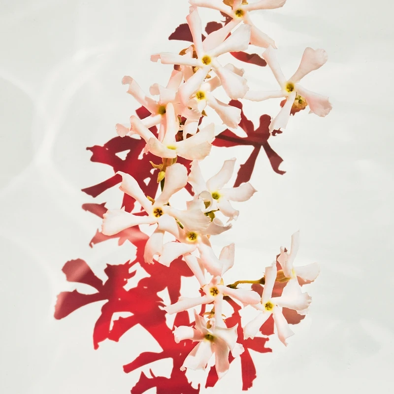 Hugo Boss BOSS Alive Parfum 8 Hugo Boss BOSS Alive Parfum – Image 6