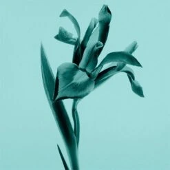 Tiffany & Co. Tiffany & Co. Intense -Parfum Cosmétique tiffany co tiffany co intense eau de parfum pour femme 3