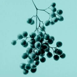 Tiffany & Co. Tiffany & Co. Intense -Parfum Cosmétique tiffany co tiffany co intense eau de parfum pour femme 4